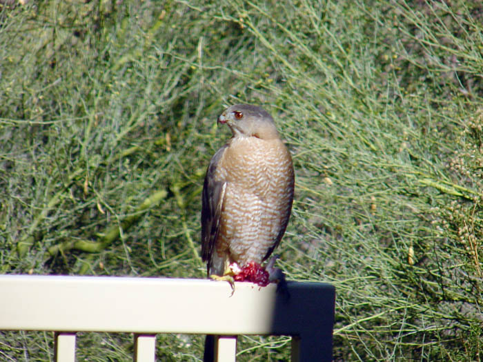 Cooper's hawk